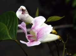Parasita