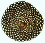 microscopy-uk.org.uk Paraso