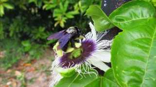 lifetransplanet.com Parcha