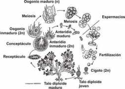 asturnatura.com Pardas
