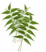 miayurveda.org Pareeksha