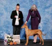xodogs.com Pareesa