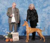 xodogs.com Pareesa