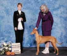 xodogs.com Pareesa