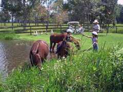 foreverspringfl.com Parell