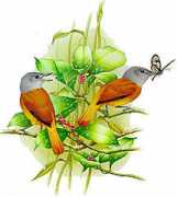 birdingonthe.net Parentoni