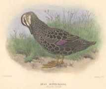 nzbirds.com Parera