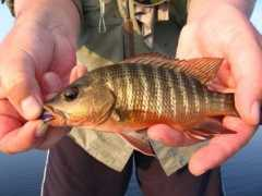 Pargo