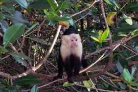 amcostarica.com Paritta