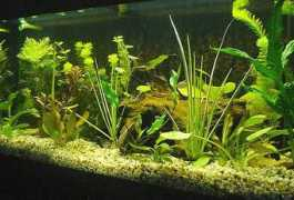 tsamisaquarium.gr Parmakis