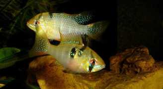 tsamisaquarium.gr Parmakis