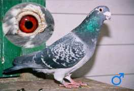 pigeons.ru Parmal