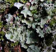 lichens.lastdragon.org Parmelia