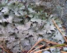 lichens.lastdragon.org Parmelia
