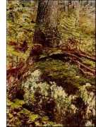 plantguide.org Parmelia
