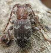 cerambycidae-hrbek.cz Parmena