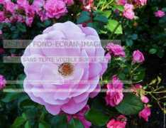 fond-ecran-image.com Parmie