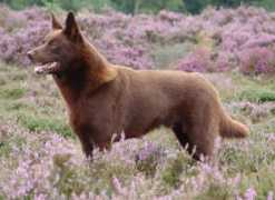 kelpie.it Parnin