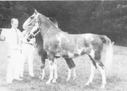 gelderlanderhorse.nl Parona
