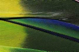 dpreview.com Parot