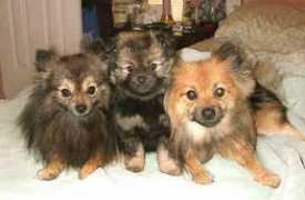 gotpetsonline.com Parria