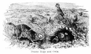 Parrie