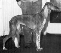 saluki.dk Parrina