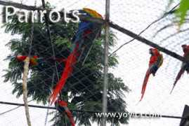 yoyita.com Parrots