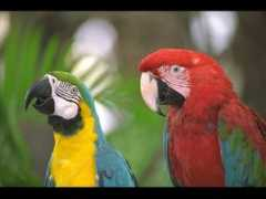 myfreewallpapers.net Parrots