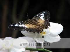 bestshots.at Parthenos