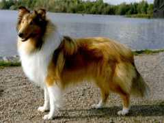 finncollies.com Partout