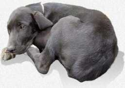 Parvo