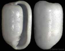 gastropods.com Parvus