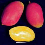 cglrc.cgiar.org Parwin
