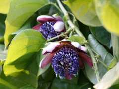 botanic.jp Pasala