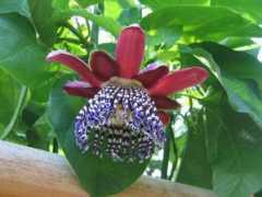 botanic.jp Pasala