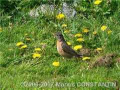 gallery.mconstantin.eu.org Pasare