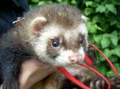 paschalina.digart.pl Paschalina