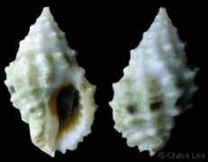 gastropods.com Pascula