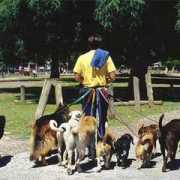 Paseador