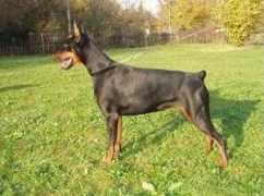 Pasecki