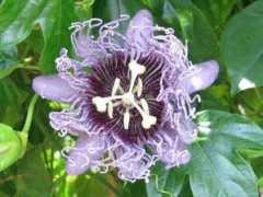 botanic.jp Paseli