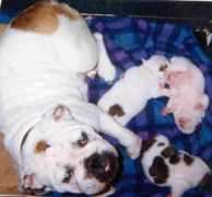 san-dsbulldogs.com Pasiya