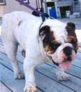 san-dsbulldogs.com Pasiya