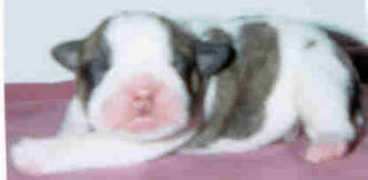 san-dsbulldogs.com Pasiya