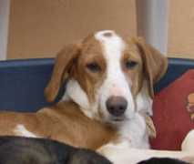 kazshelter.org Paskalia