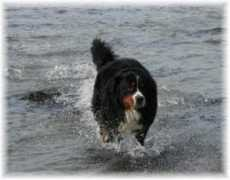 kennel-hiselfoss.com Paske