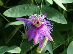 botanic.jp Pasker