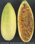 seedsplants.com Pasmol