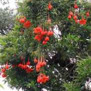 strangewonderfulthings.com Passiflora